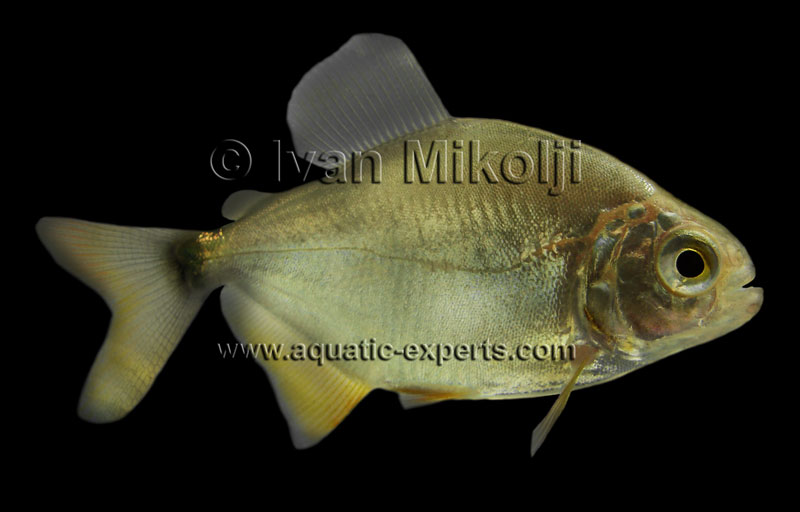 peces del rio orinoco